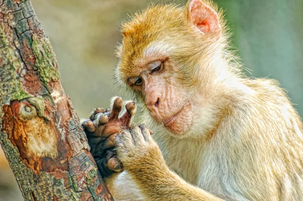 Divertido mono mira los dedos —  Fotos de Stock