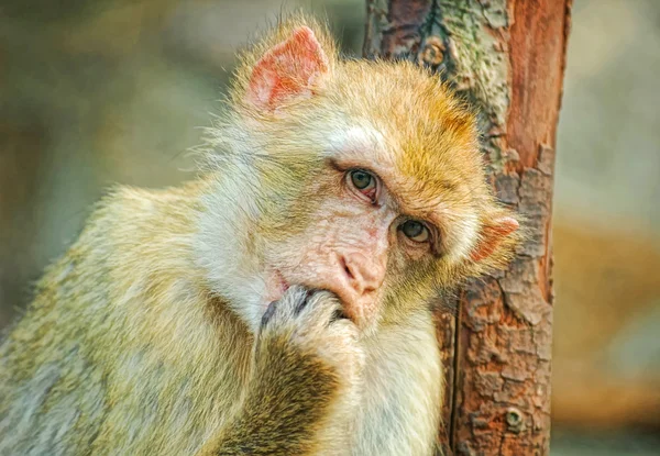 面白い猿の口に指を置く — ストック写真