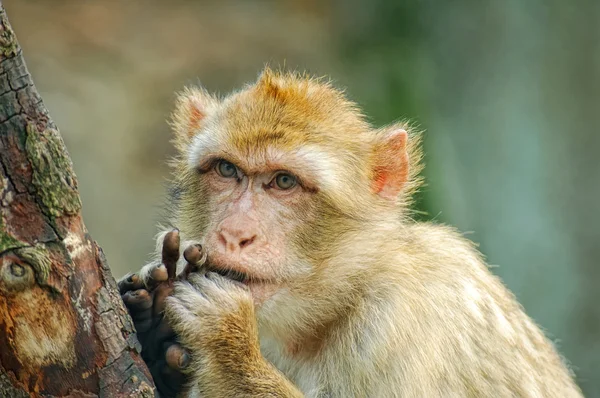 Macaco engraçado colocar os dedos na boca — Fotografia de Stock