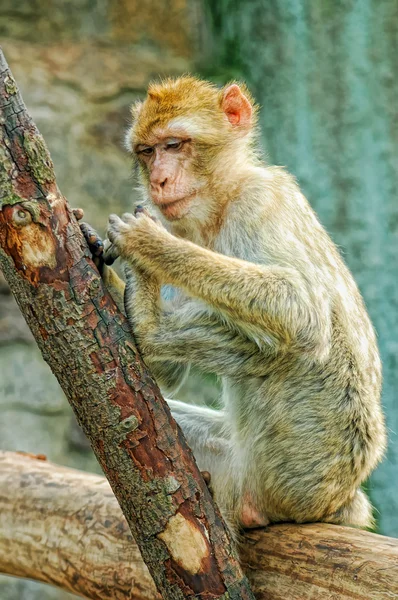 Lustiger Affe — Stockfoto
