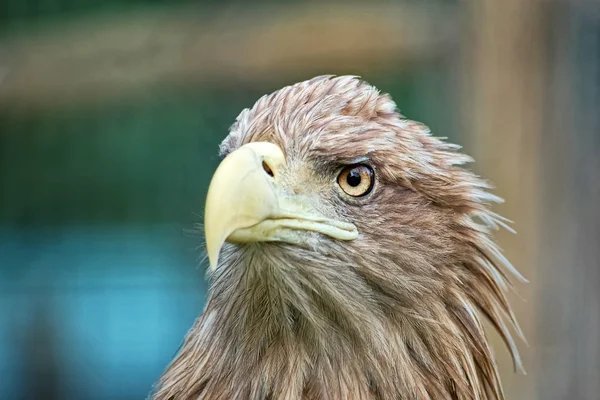 Portrait d'aigle — Photo