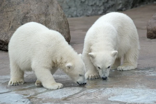 Two polar bears drink from a pool Stock Picture