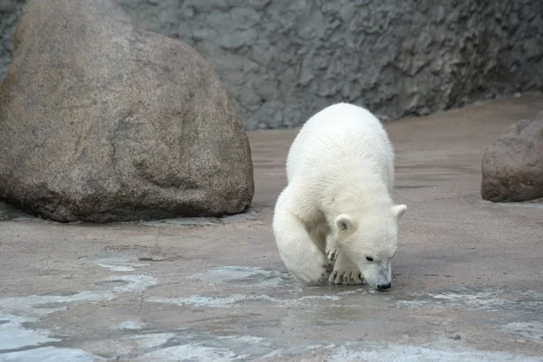 Pequeño oso polar Imágenes de stock libres de derechos