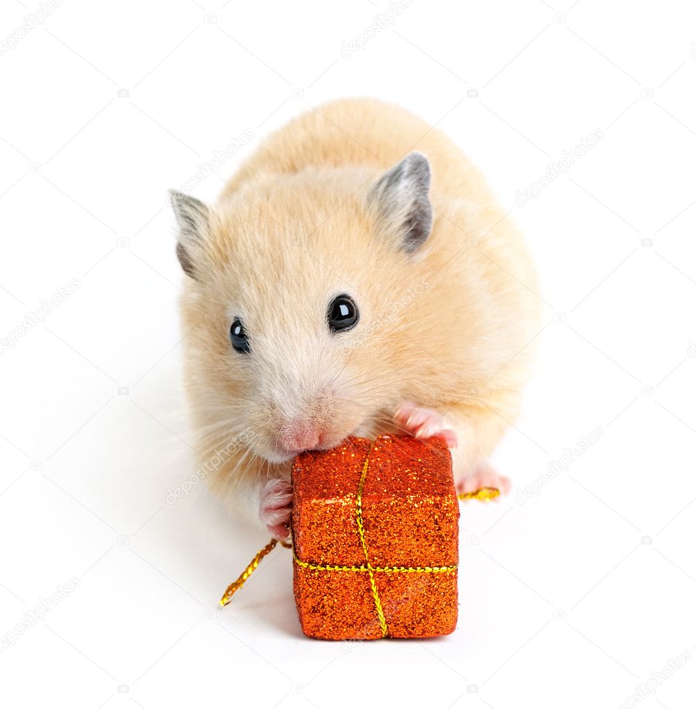 Little hamster with present isolated on white