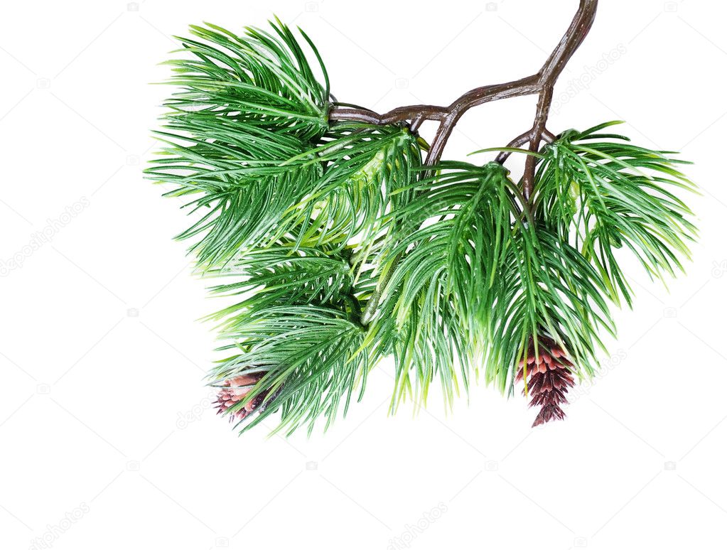 Fir tree branch isolated