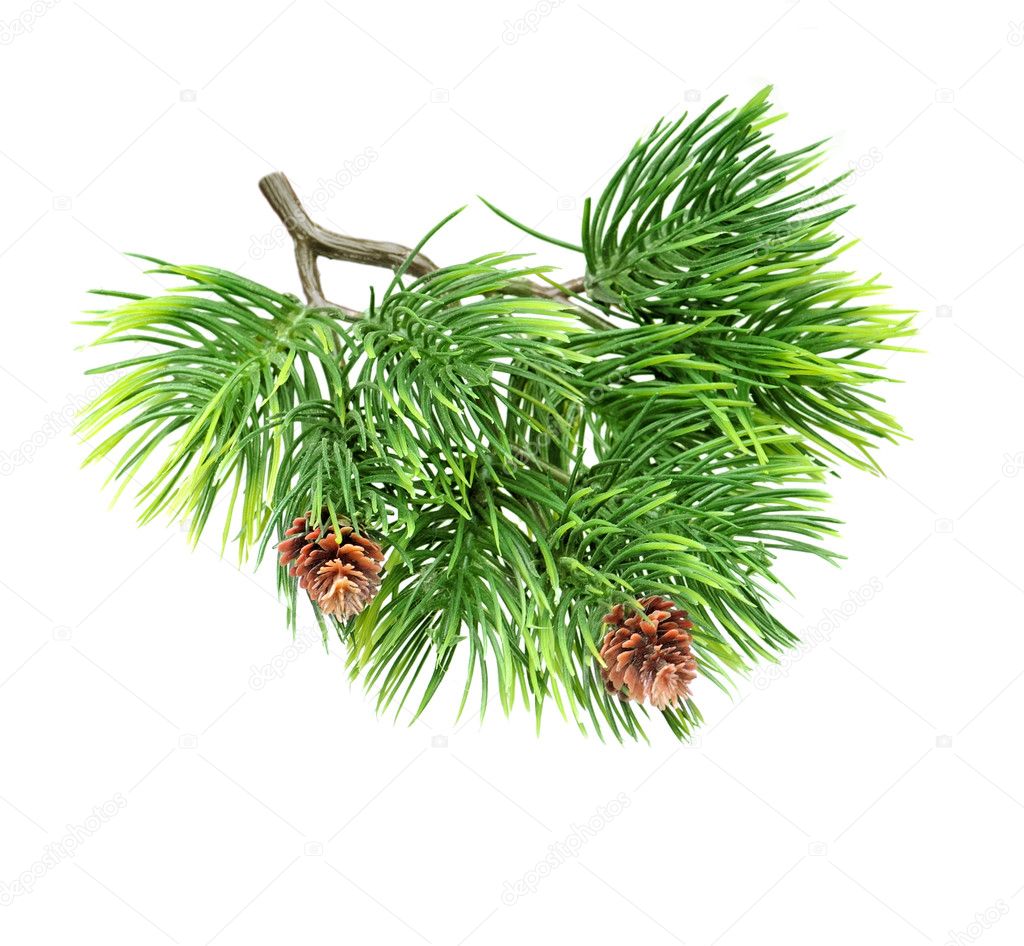 Close up brunch of of fir tree isolated on white