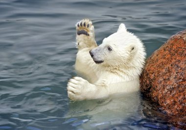 Polar bear baby play in water