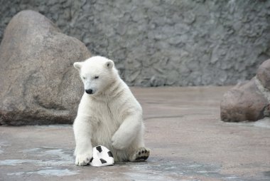 Little polar bear with soccer ball clipart