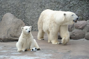 Little white polar bear with ball clipart