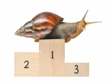 Big snail on podium clipart