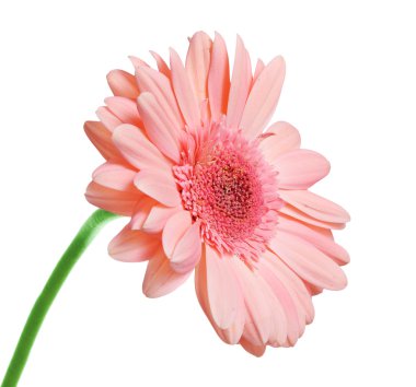 beyaz izole Pembe çiçek açan gerbera