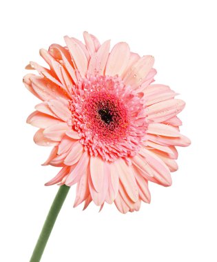 gerbera izole çiy ile