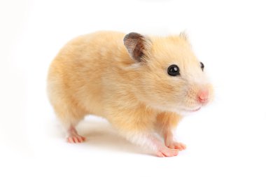 Hamster clipart