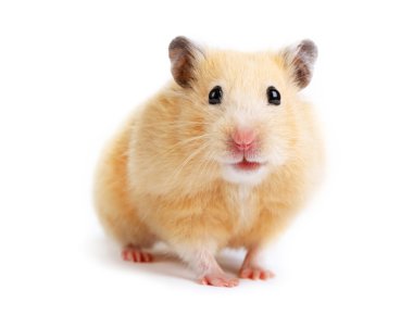 Hamster isolated clipart