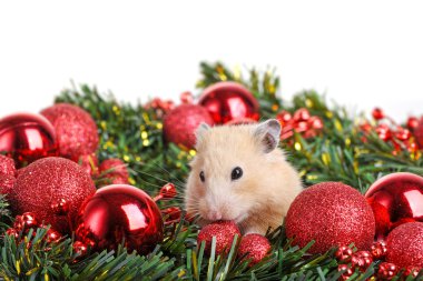 Funny little hamster clipart