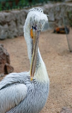 onun tüyleri Pelican temizler