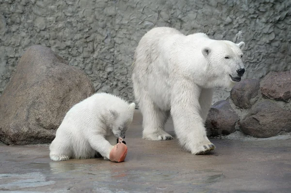 Famiglia di orsi polari bianchi — Foto Stock