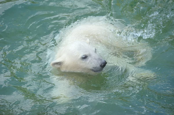 Pequeno urso polar nadando — Fotografia de Stock