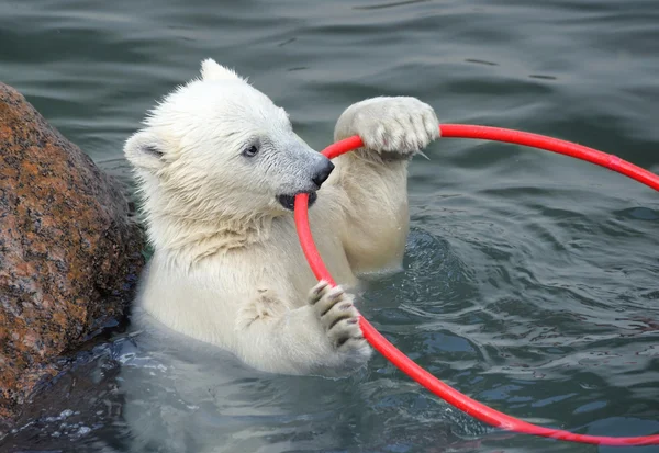 Pequeño oso polar blanco jugando en el agua — Foto de Stock