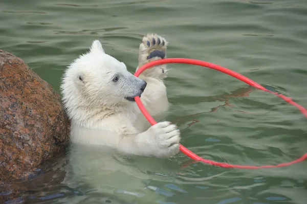 Malý bílý lední medvěd hraje — Stock fotografie