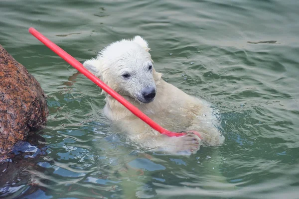 Malý bílý lední medvěd hrát ve vodě — Stock fotografie