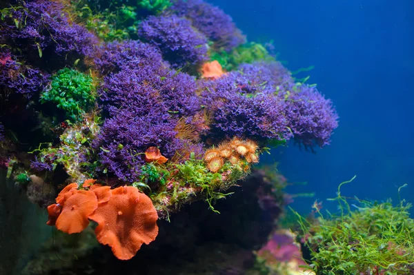 Красочный подводный мир — стоковое фото