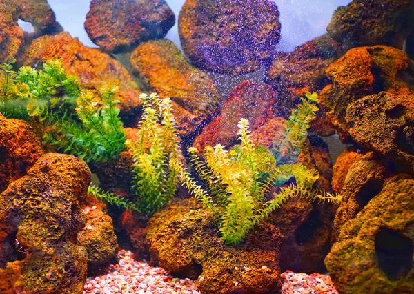 Unterwasserwelt mit Steinen — Stockfoto