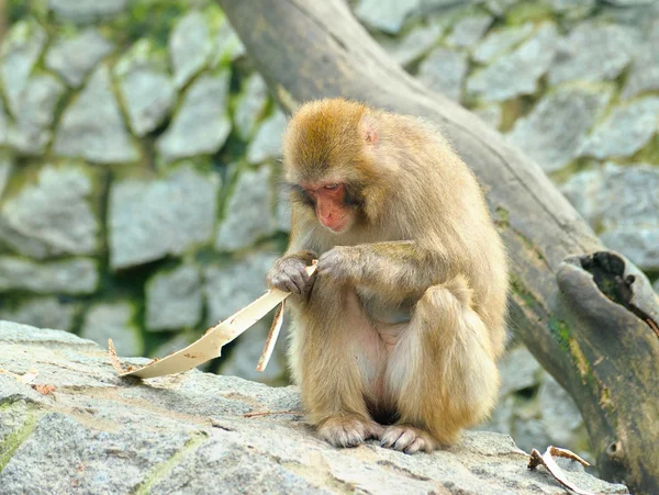 猴子吃树皮的片断 — 图库照片