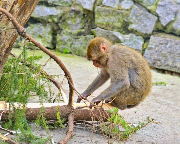 Kleine aap zitten op twijgen van naaldbomen — Stockfoto