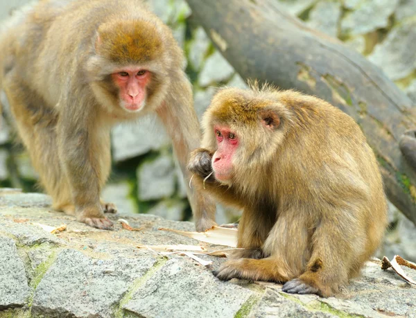 两个猴子 — 图库照片