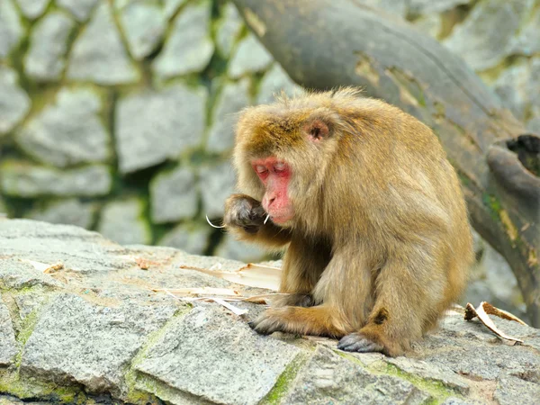 Eenzame aap eet stuk van schors — Stockfoto