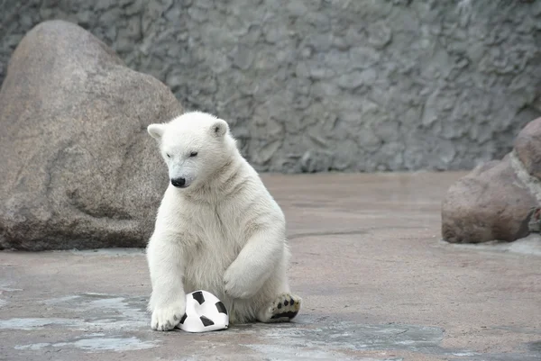 Little polar bear with soccer ball — Stock Photo, Image