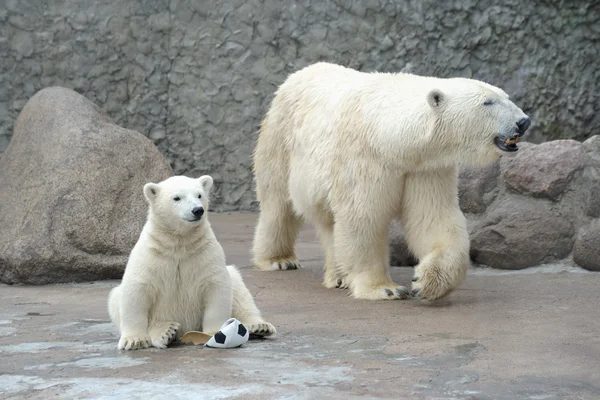 Маленький білий полярний ведмідь з м'ячем — стокове фото