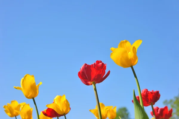 MAny tulipanes —  Fotos de Stock