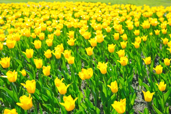 Tulipani Many — Foto Stock