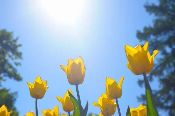 Mnoho žluté tulipány — Stock fotografie