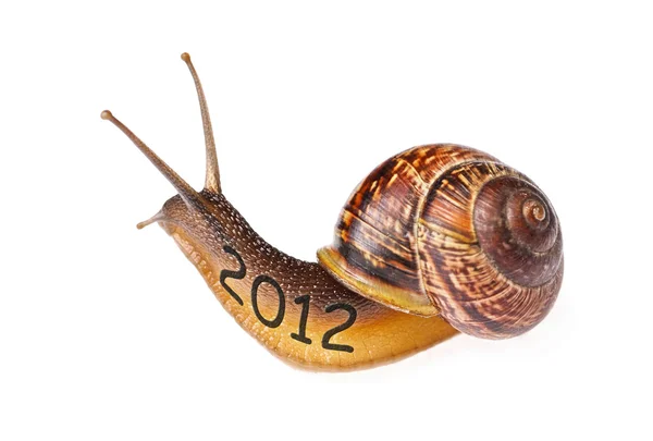 달팽이 2012 — 스톡 사진