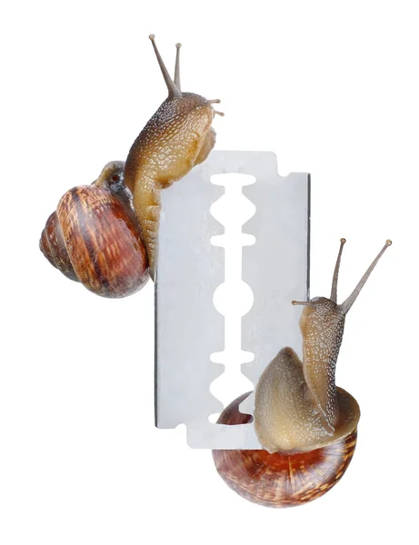면도기에 두 달팽이 — 스톡 사진