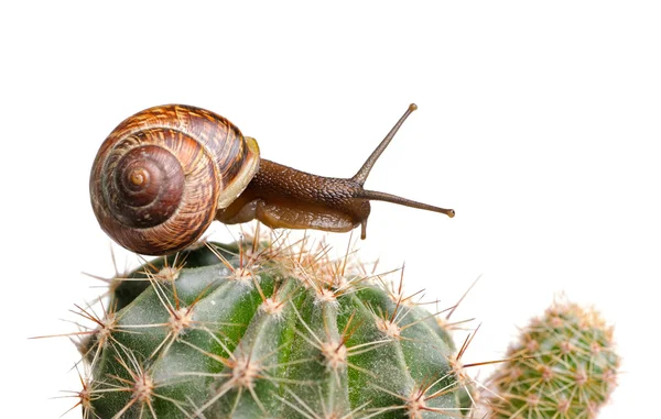 Schnecke auf Kaktus — Stockfoto