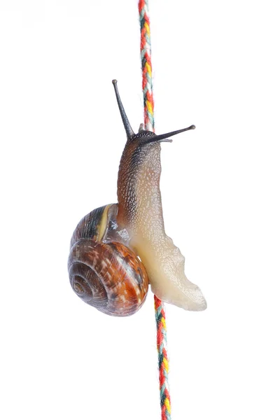 밧줄에 달팽이 — 스톡 사진