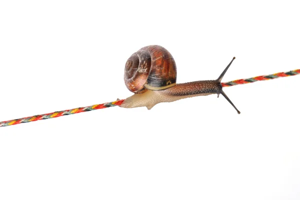 Snail on rope — Stock Photo, Image