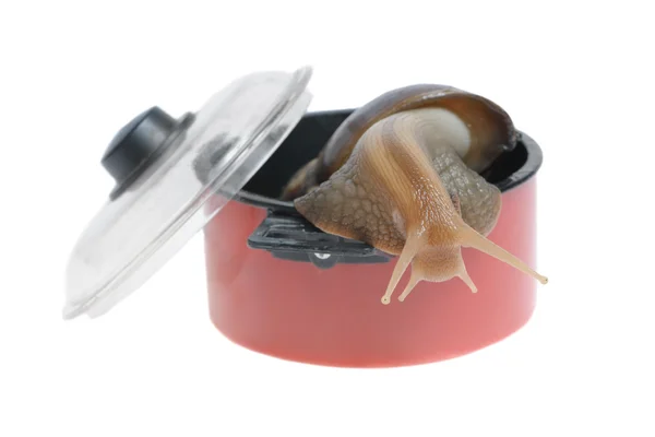 Snail tries to escape from saucepan — Stock Photo, Image