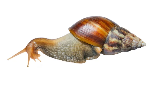 Snail — Stock Photo, Image