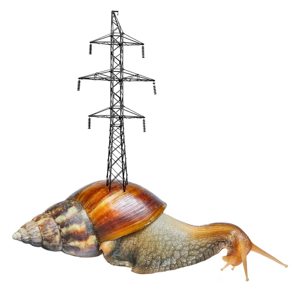 Enorme slak met pyloon op shell geïsoleerd op witte achtergrond — Stockfoto