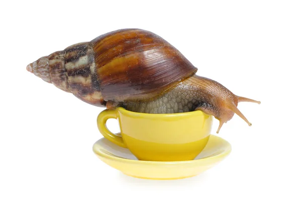 在马克杯上的蜗牛 — 图库照片