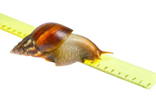 고립 된 눈금자에서 큰 달팽이 — 스톡 사진
