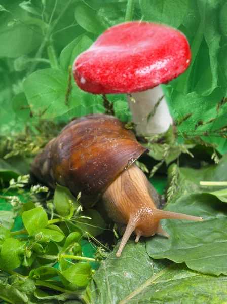 Snail near mushroom — Stock Photo, Image