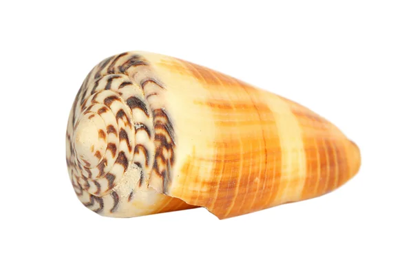 Shell — Stock Photo, Image