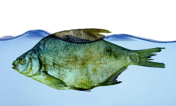 stock image Dry fish in water