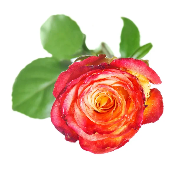 Een mooie roos met dauw geïsoleerd op witte achtergrond — Stockfoto